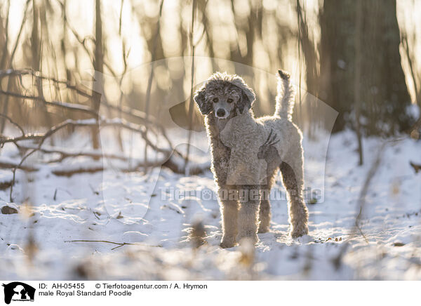 male Royal Standard Poodle / AH-05455