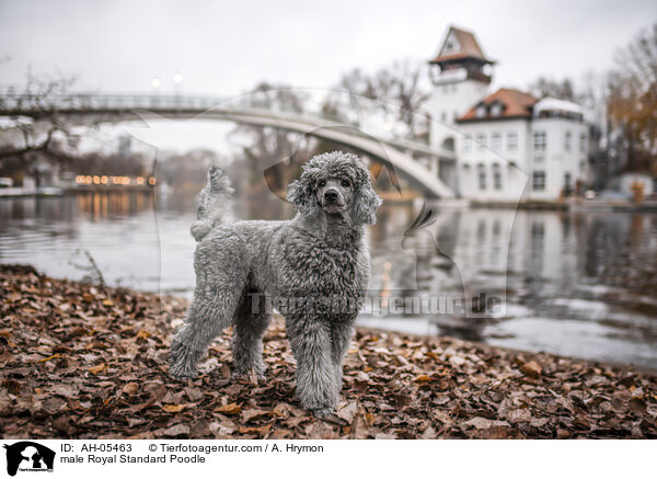 Kleinpudel Rde / male Royal Standard Poodle / AH-05463