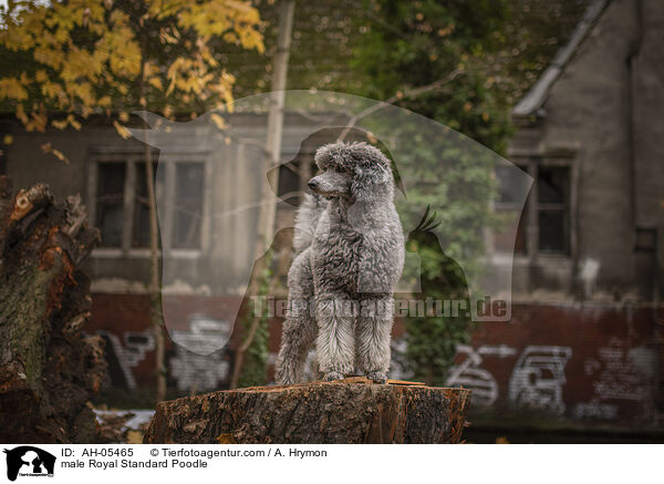 Kleinpudel Rde / male Royal Standard Poodle / AH-05465
