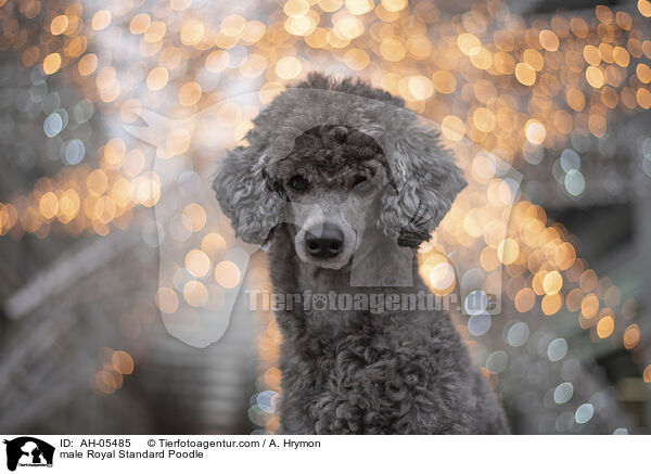 male Royal Standard Poodle / AH-05485