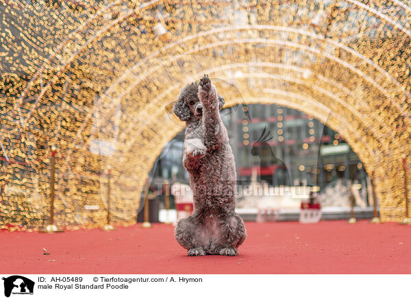Kleinpudel Rde / male Royal Standard Poodle / AH-05489