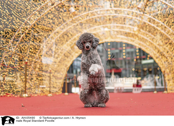 male Royal Standard Poodle / AH-05490