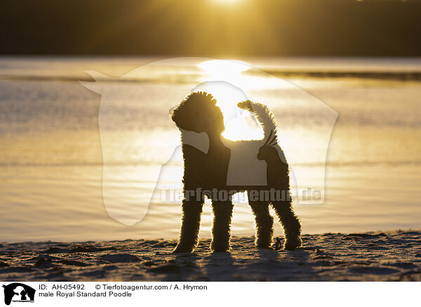 male Royal Standard Poodle / AH-05492