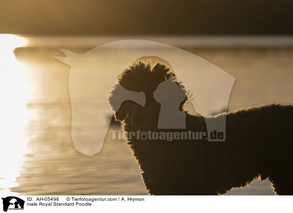 Kleinpudel Rde / male Royal Standard Poodle / AH-05498
