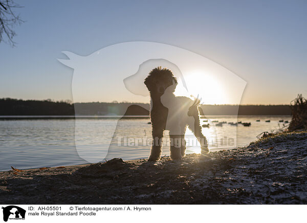 Kleinpudel Rde / male Royal Standard Poodle / AH-05501