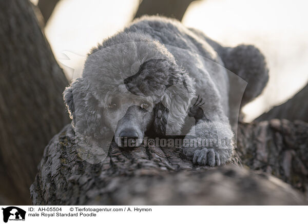 Kleinpudel Rde / male Royal Standard Poodle / AH-05504