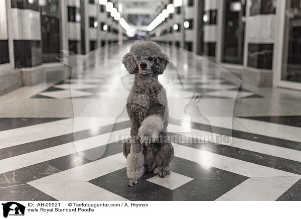 Kleinpudel Rde / male Royal Standard Poodle / AH-05521