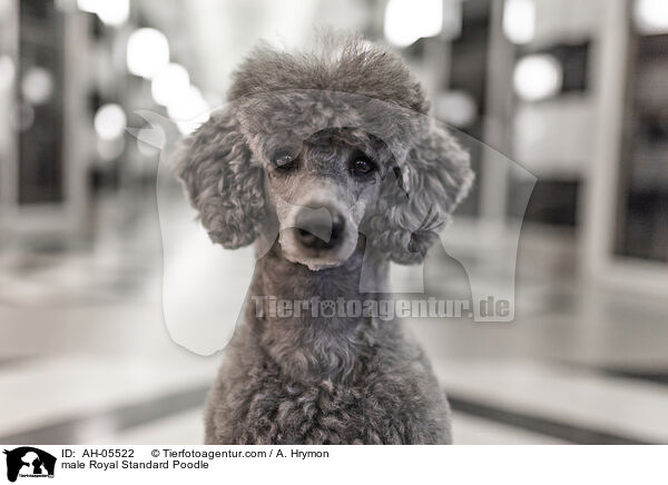 Kleinpudel Rde / male Royal Standard Poodle / AH-05522