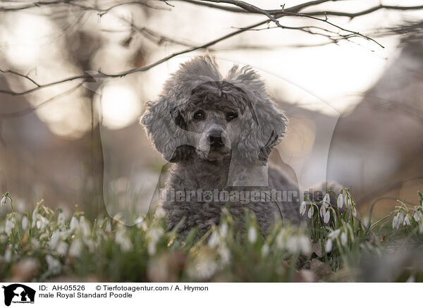 Kleinpudel Rde / male Royal Standard Poodle / AH-05526