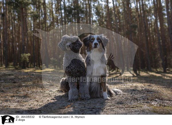 2 dogs / AH-05532