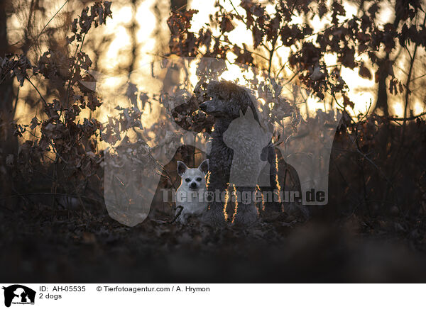 2 dogs / AH-05535