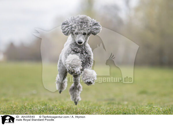 male Royal Standard Poodle / AH-05540