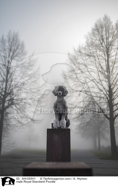 Kleinpudel Rde / male Royal Standard Poodle / AH-05541