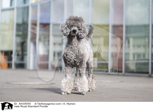 male Royal Standard Poodle / AH-05545