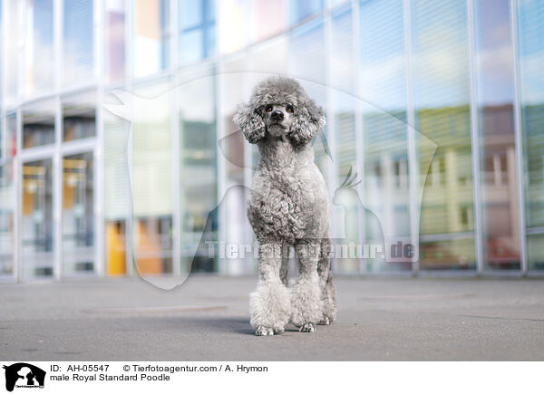 Kleinpudel Rde / male Royal Standard Poodle / AH-05547