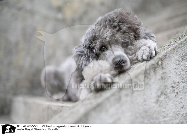 Kleinpudel Rde / male Royal Standard Poodle / AH-05553