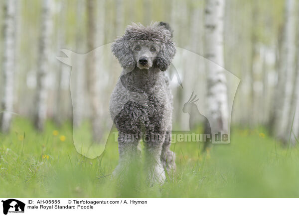 male Royal Standard Poodle / AH-05555