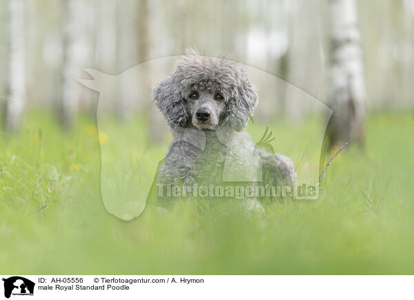 male Royal Standard Poodle / AH-05556