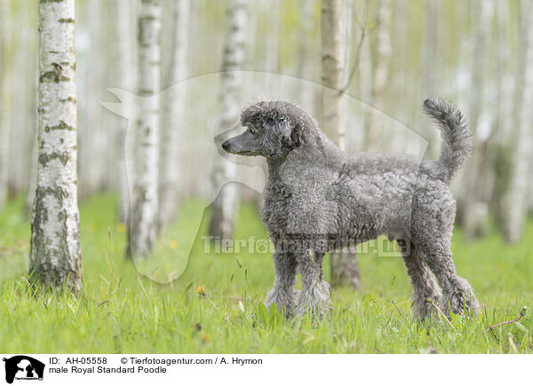 Kleinpudel Rde / male Royal Standard Poodle / AH-05558
