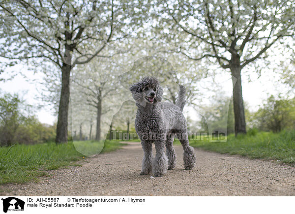 male Royal Standard Poodle / AH-05567
