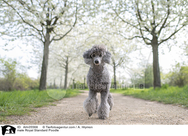 Kleinpudel Rde / male Royal Standard Poodle / AH-05568