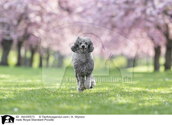 Kleinpudel Rde / male Royal Standard Poodle / AH-05573