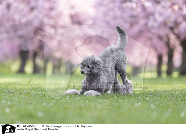 Kleinpudel Rde / male Royal Standard Poodle / AH-05583