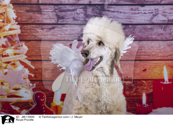 Kleinpudel / Royal Poodle / JM-13690