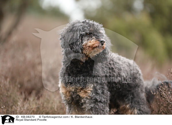 Royal Standard Poodle / KB-08270