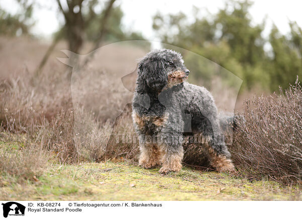 Royal Standard Poodle / KB-08274