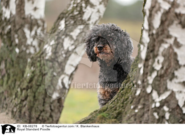 Royal Standard Poodle / KB-08278