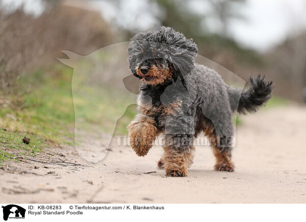 Royal Standard Poodle / KB-08283