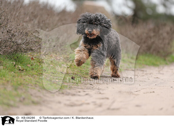 Royal Standard Poodle / KB-08286