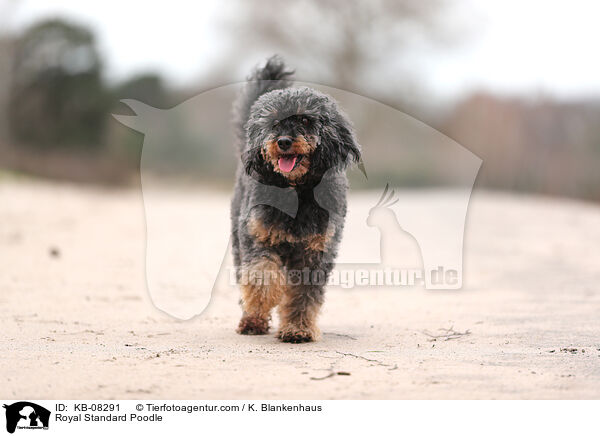 Royal Standard Poodle / KB-08291