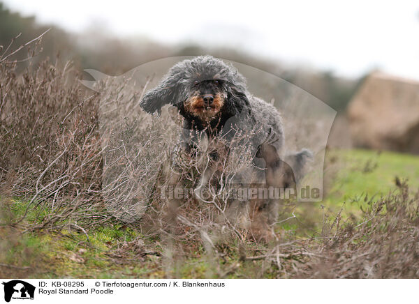 Kleinpudel / Royal Standard Poodle / KB-08295