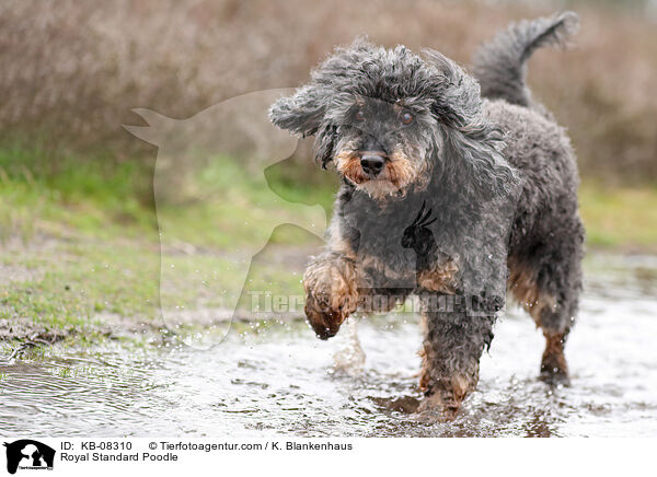 Royal Standard Poodle / KB-08310