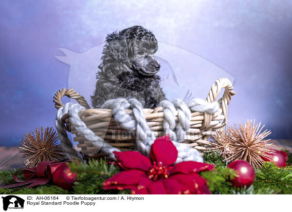 Kleinpudel Welpe / Royal Standard Poodle Puppy / AH-06164