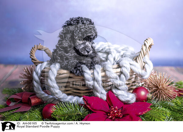 Kleinpudel Welpe / Royal Standard Poodle Puppy / AH-06165