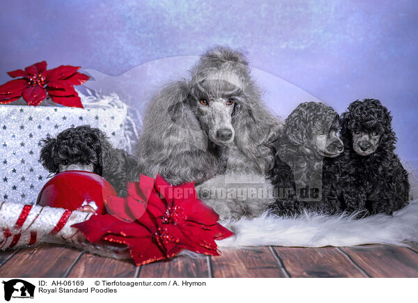 Kleinpudel / Royal Standard Poodles / AH-06169