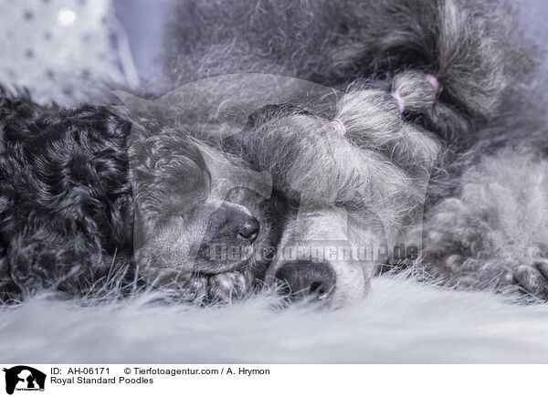 Royal Standard Poodles / AH-06171