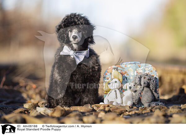 Kleinpudel Welpe / Royal Standard Poodle Puppy / AH-06188