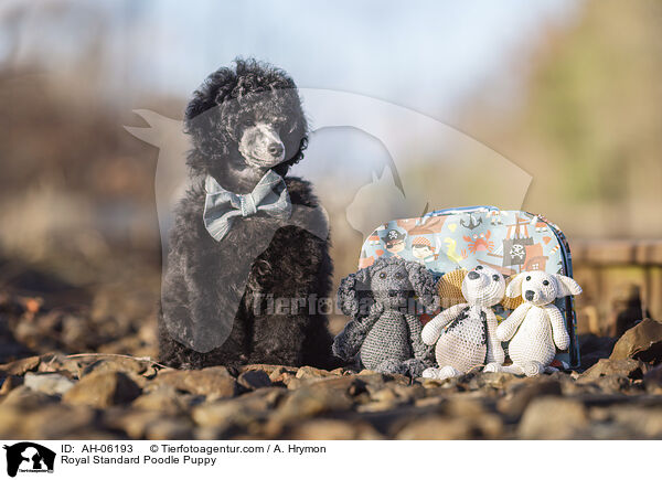Kleinpudel Welpe / Royal Standard Poodle Puppy / AH-06193