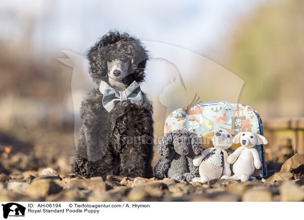 Kleinpudel Welpe / Royal Standard Poodle Puppy / AH-06194