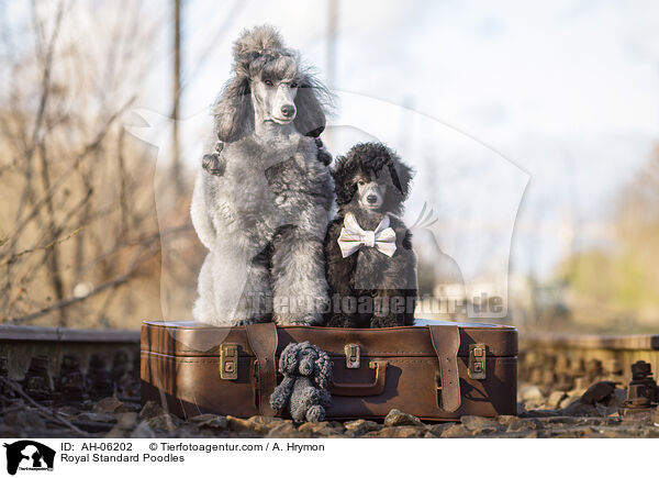 Kleinpudel / Royal Standard Poodles / AH-06202