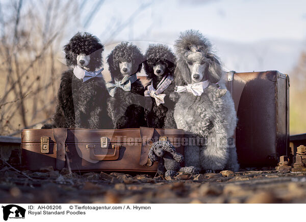 Kleinpudel / Royal Standard Poodles / AH-06206