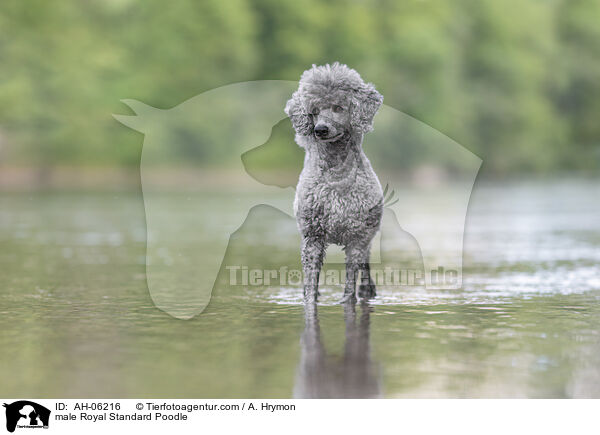 Kleinpudel Rde / male Royal Standard Poodle / AH-06216