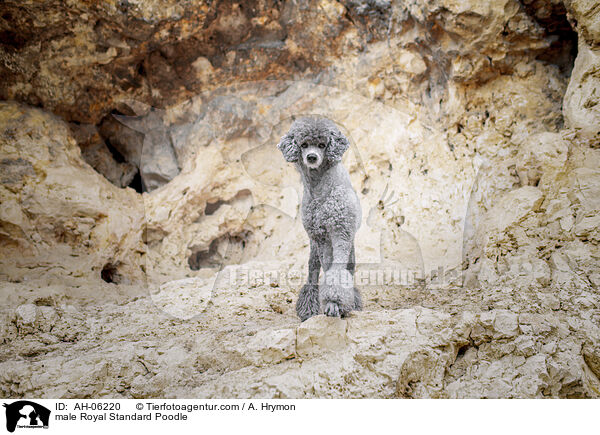 male Royal Standard Poodle / AH-06220