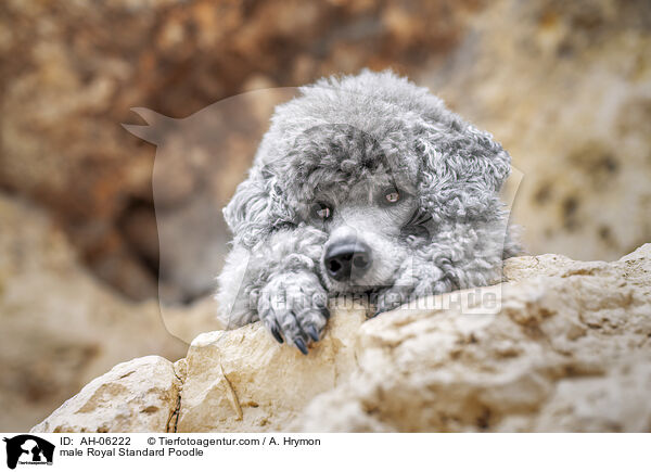 male Royal Standard Poodle / AH-06222