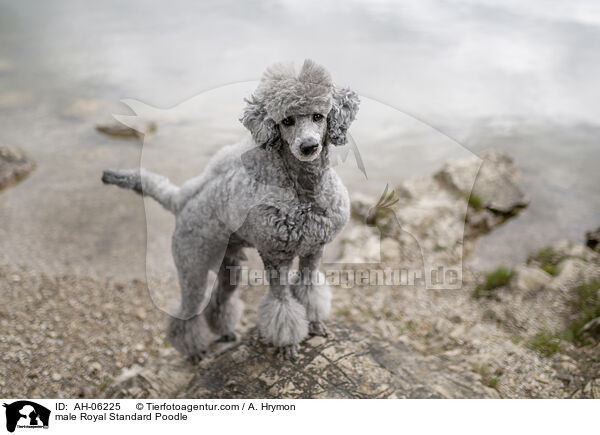 male Royal Standard Poodle / AH-06225