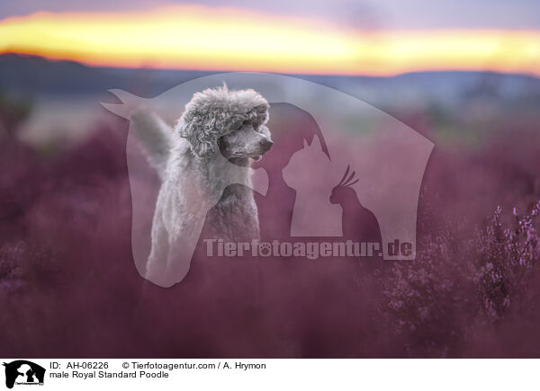Kleinpudel Rde / male Royal Standard Poodle / AH-06226